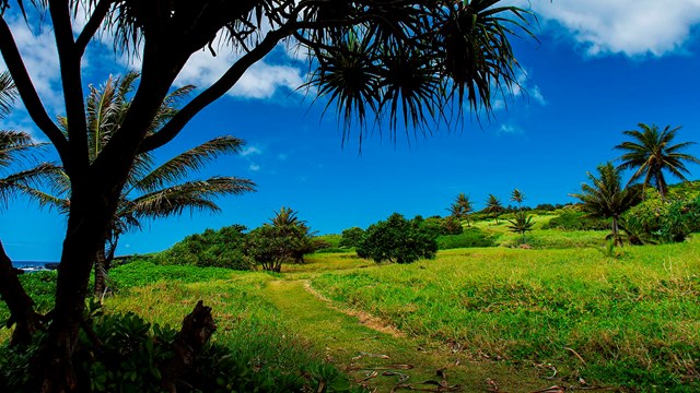 grassy trail with scattered trees and blue sky