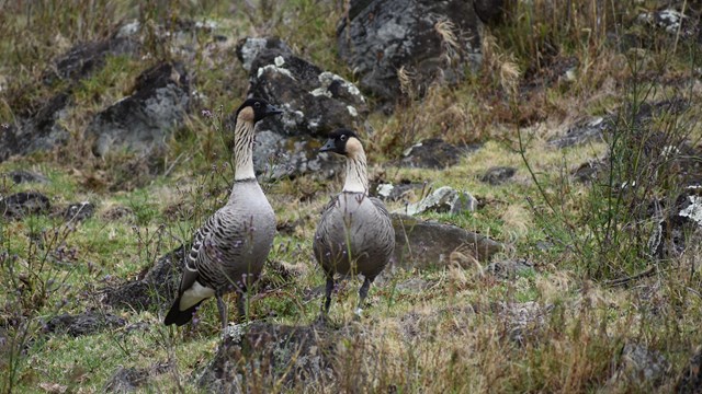 two hawaiian geese stand, surrounded by shrubs and grass