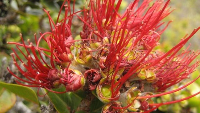 bright red blossom on a green shrub