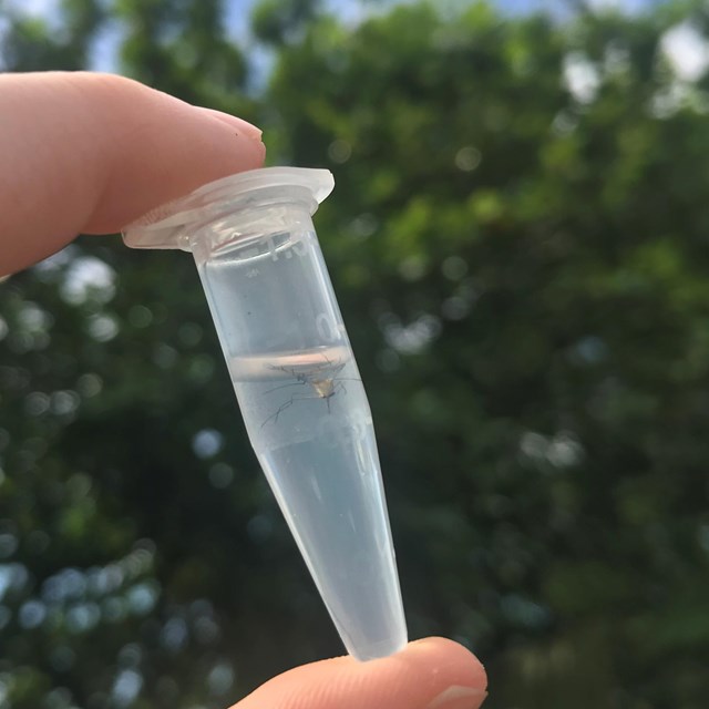Close up on a vial with a mosquito floating in liquid