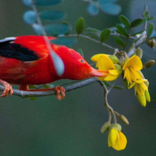 bird drinking from flower