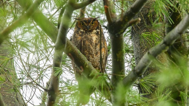 Great horned owl in tree.