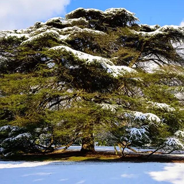 The Cedar of Lebanon covered in snow, Winter 2020. NPS