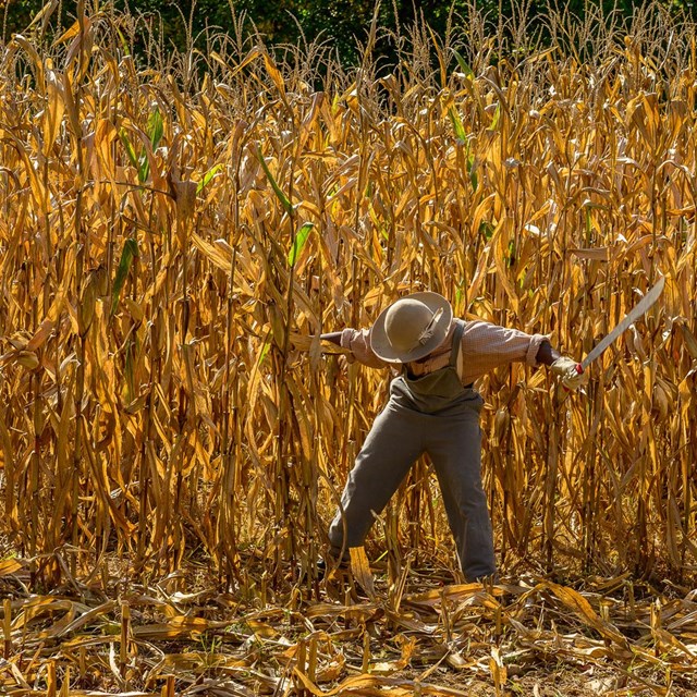 Living Historian demonstrates the 19th century technique for harvesting corn.