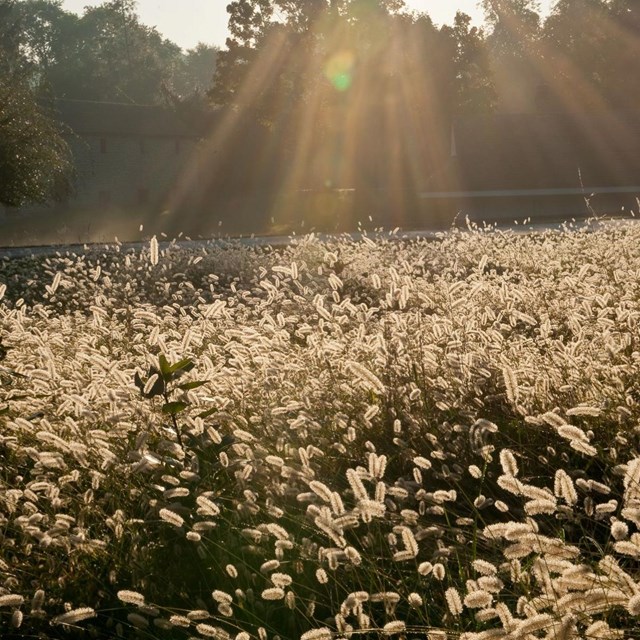 A picture of the sun rising over a meadow on the farm side