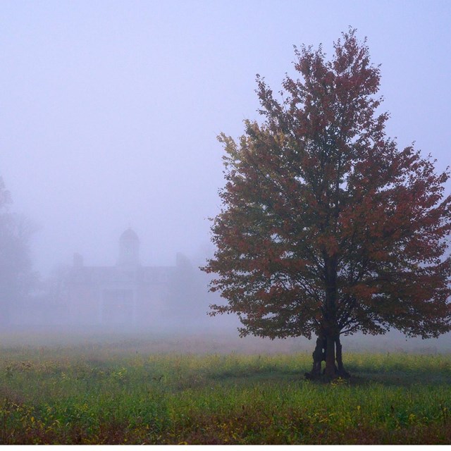 Photograph of a tree in foreground with fog behind it. 