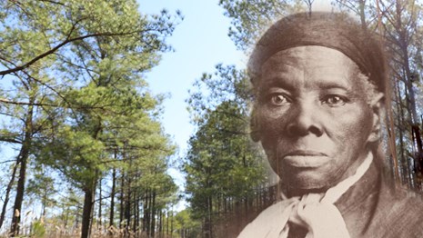 Portrait of Harriet Tubman rests on top of a wooded landscape