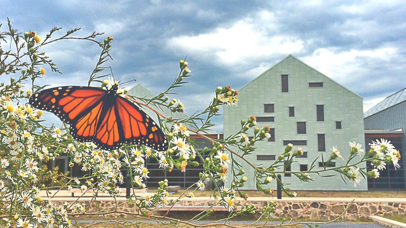 Butterfly on white flowers with visitor center building as backdrop