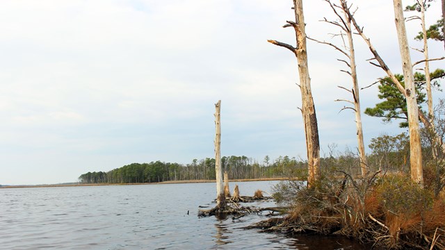 Still creek waters lapping against a grassy bank, with a few stark, white, dead trees to the right