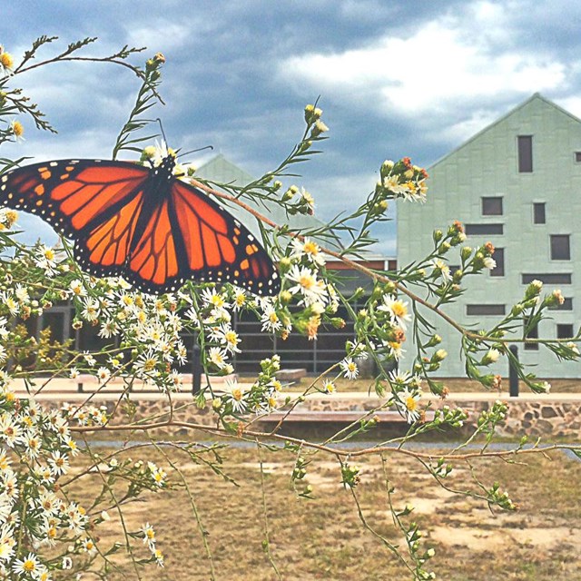 Butterfly on white flowers with visitor center building as backdrop