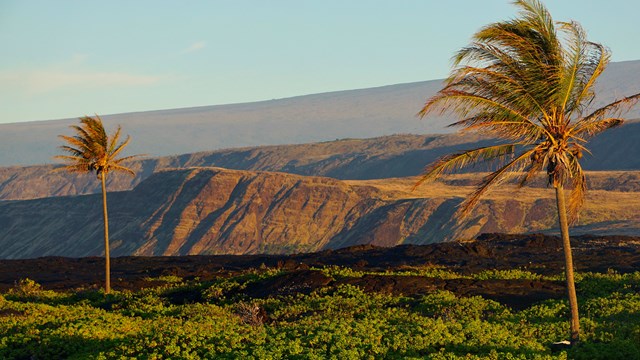 Palm trees and vegetation with the ocean visible in the distance