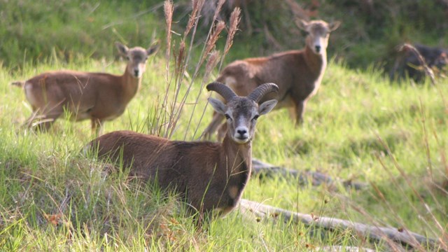 A group of goats in grass