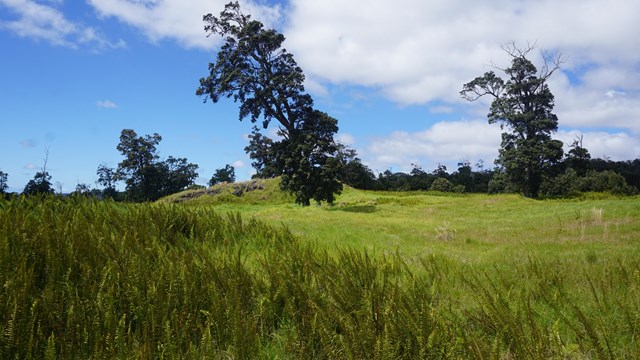 Trees and ferns in a rolling meadow underneath blue skies