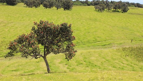 An ʻōhiʻa tree growing in a green pasture