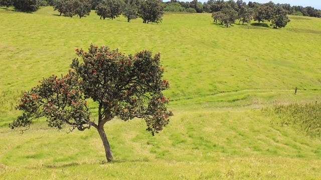 An ʻōhiʻa tree growing in a green pasture
