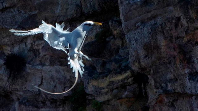 A fluttering white and black bird in front of a rocky wall