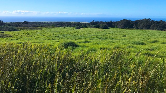 A green meadow with small mounts and distant trees. Ferns line the foreground.