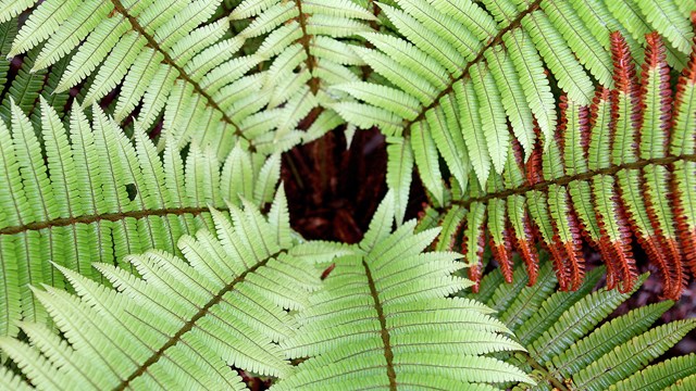 Photo of a cluster of ferns from above