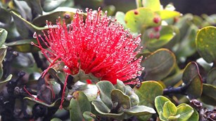 Close-up view of a red ʻohiʻa lehua blossom