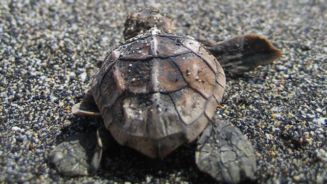 A hawksbill turtle hatchling crawling toward the sea