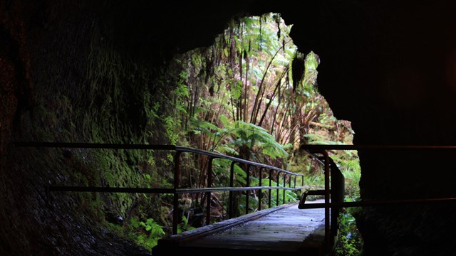 A vegetated cave entrance