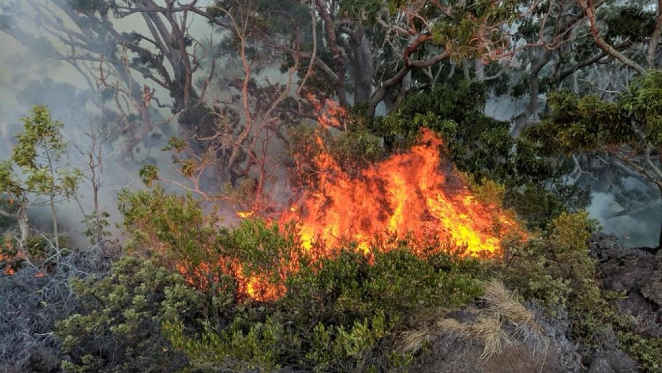 Wildfire affecting native plant community.