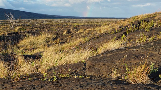 Petroglyphs in a lava field with a distant rainbow in the back