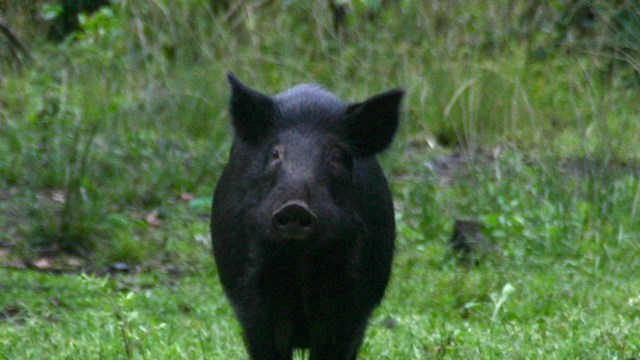 Two black pigs standing in green grass