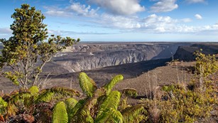 Ferns sitting on the edge of a volcanic caldera. 