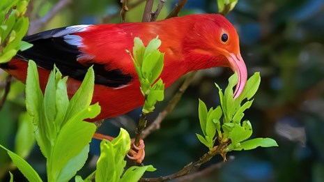 A red iʻiwi bird sitting in a tree