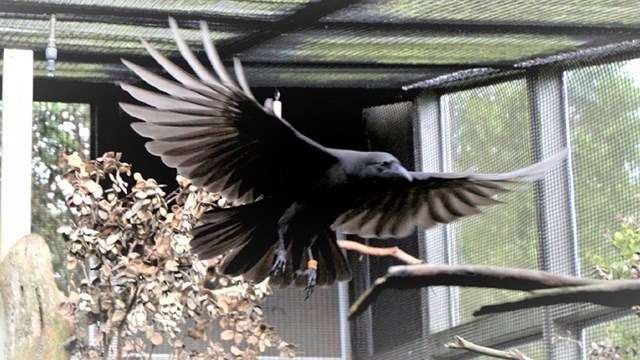 Hawaiian crow in arbory