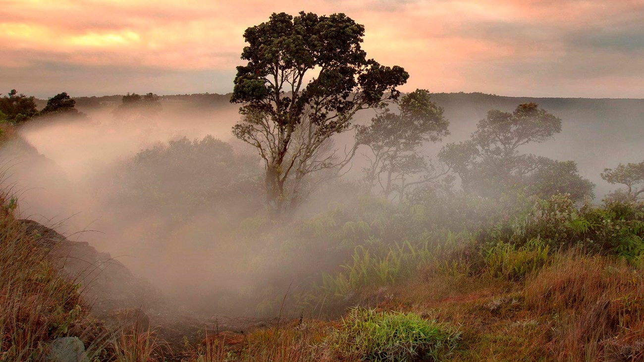 A tree surrounded by steam at sunrise