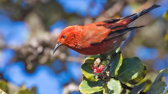 A red apapane bird in a tree
