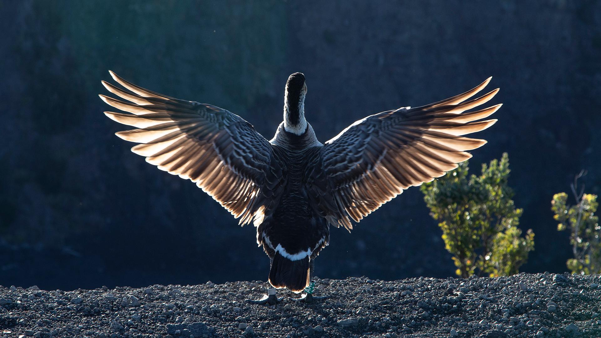 A nēnē spreading its wings backlit by the sun