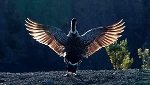 A nēnē spreading its wings backlit by the sun