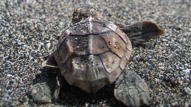 A small sea turtle making its way toward the sea on a sandy beach