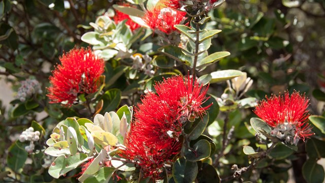 Close up of ʻōhiʻa lehua flowers