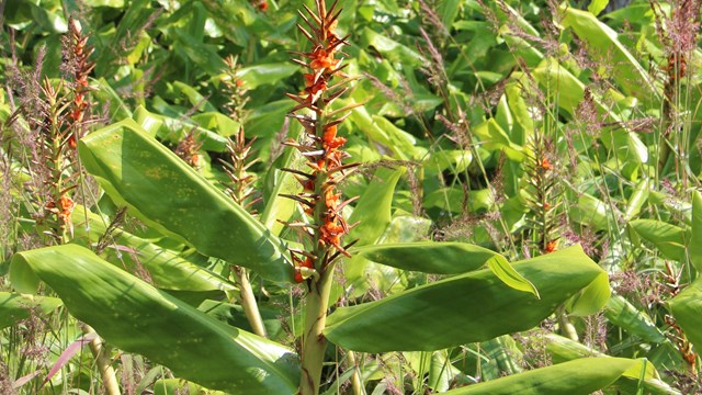 Field of Himalayan ginger plants