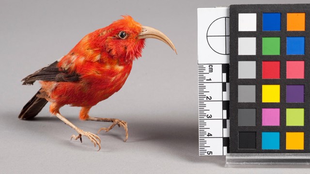 Taxidermy of a red native honeycreeper. 