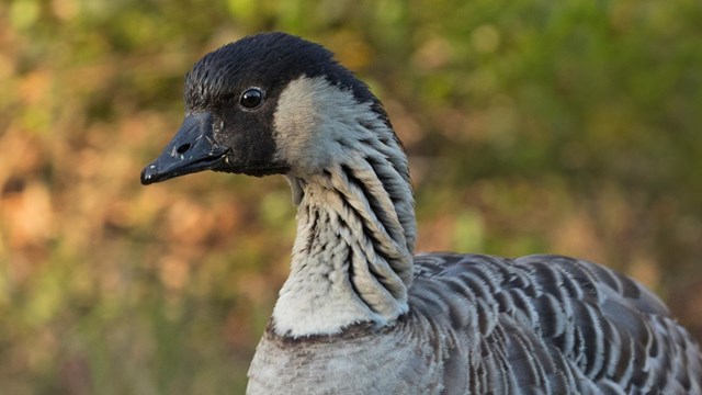 Nēnē up close