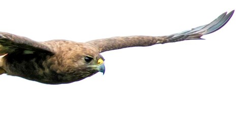 A hawk flying