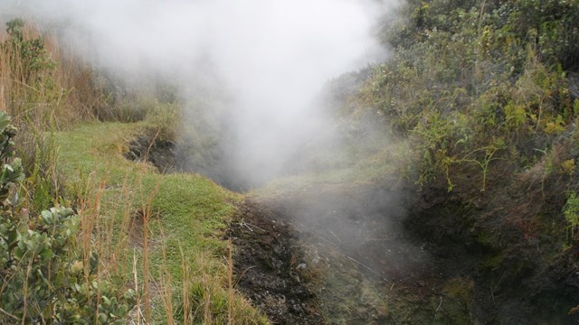 Steam vent surrounded by vegetation