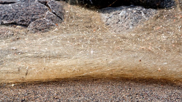 Mat of light colored fibers sitting on sand