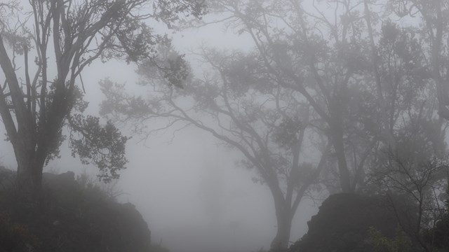 Trees shrouded in fog