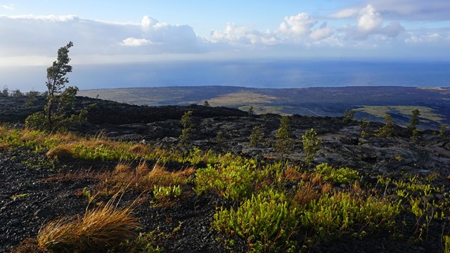 Lava field with sparse vegetation overlooking the ocean at sunrise