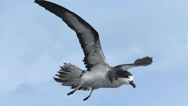 A hawaiian petrel flying in blue skies