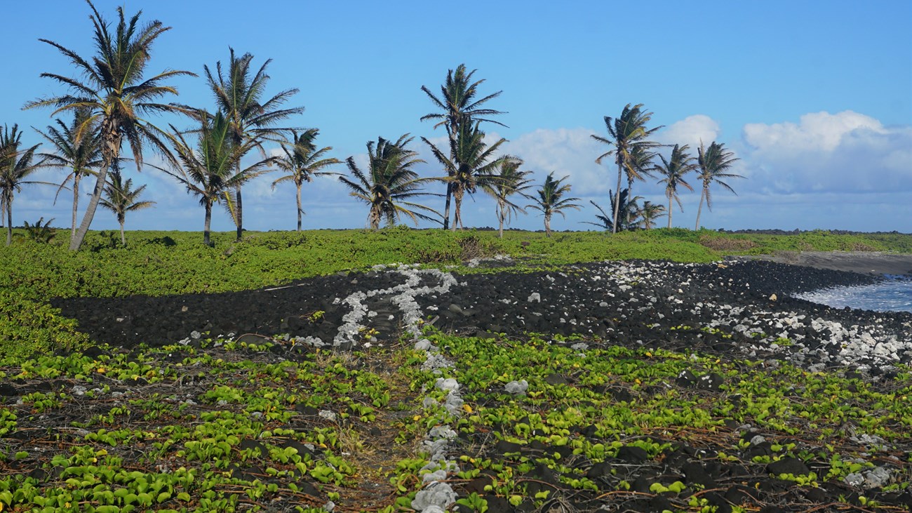 An oceanic coastline with palm trees in a distance. 