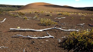 A cinder cone with dead trees in the foreground