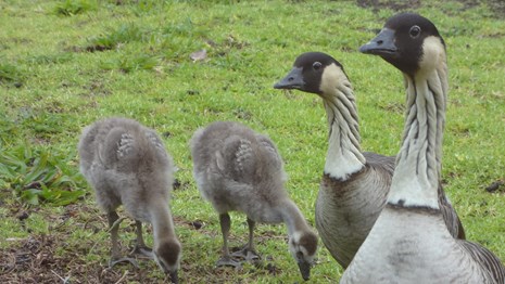 Proud nēnē parents
