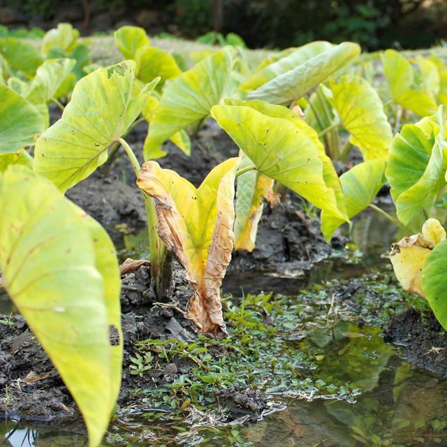 Kalo plants with large green leaves in a low, wet area